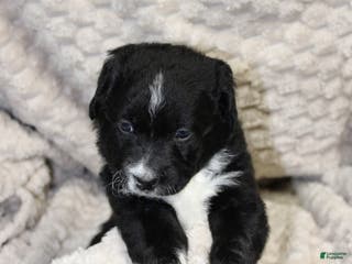 Mixed Breed dogs Mixed Breed Puppy 1 - Ad 24