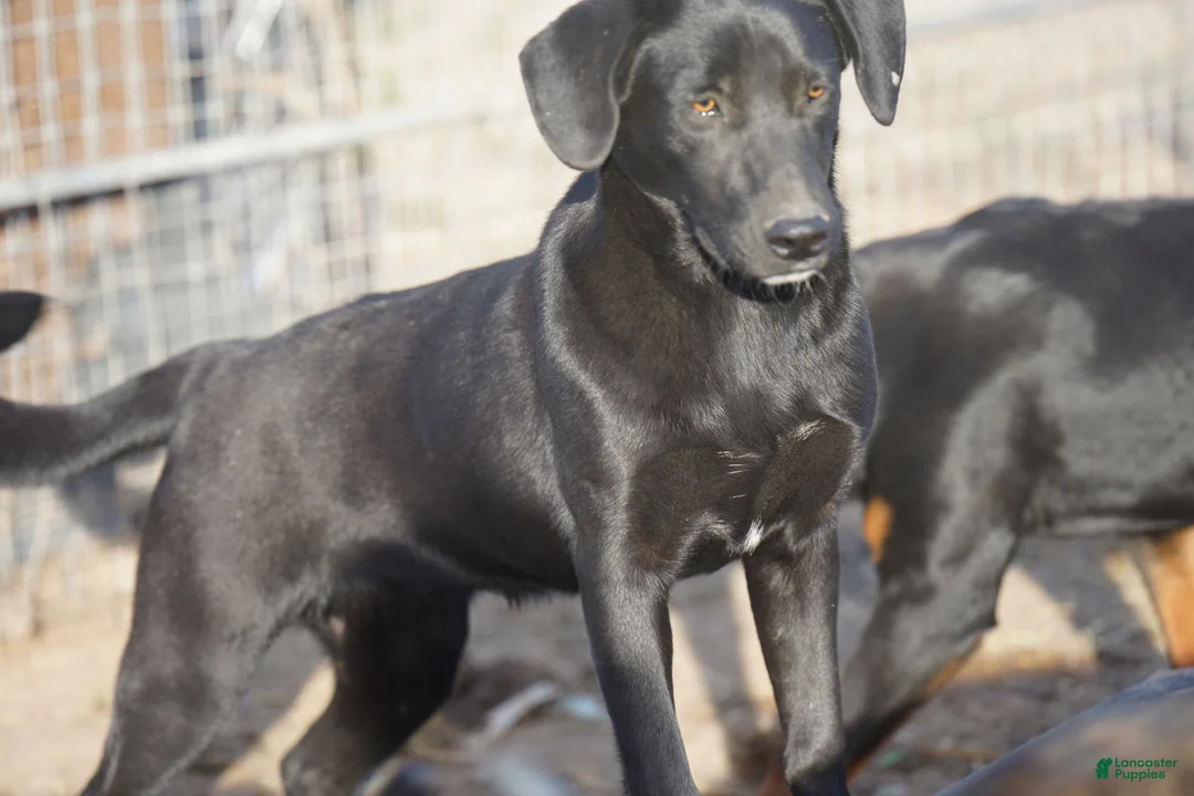 Mixed Breed dogs for sale: Jet Tiscar Farm Dog - Ad 1