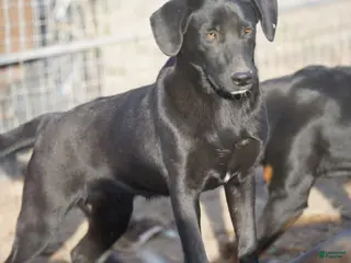 Mixed Breed dogs Jet Tiscar Farm Dog - Ad 2