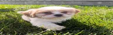 Sammy