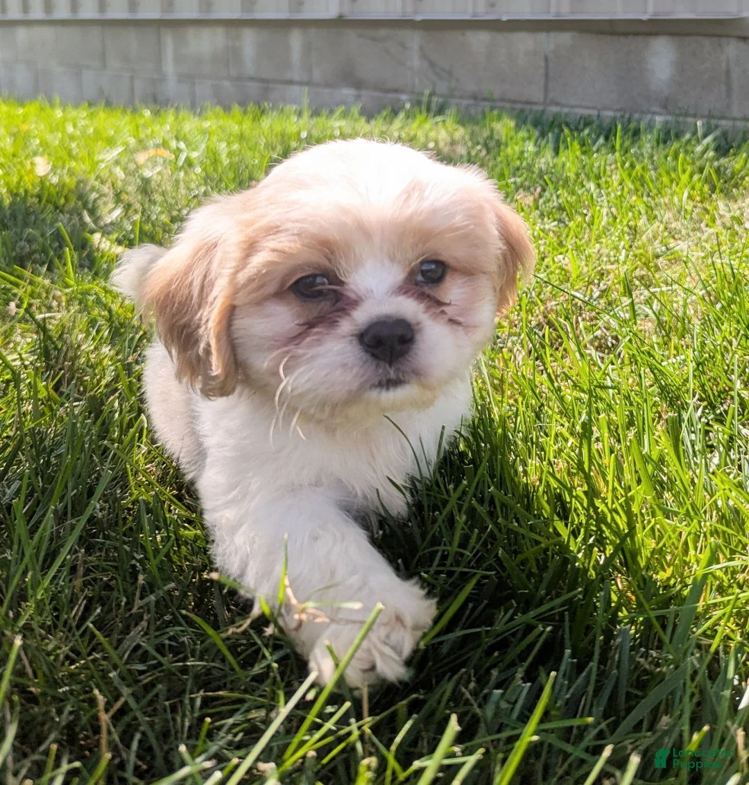 Mixed Breed dogs for sale: Sammy - Ad 1