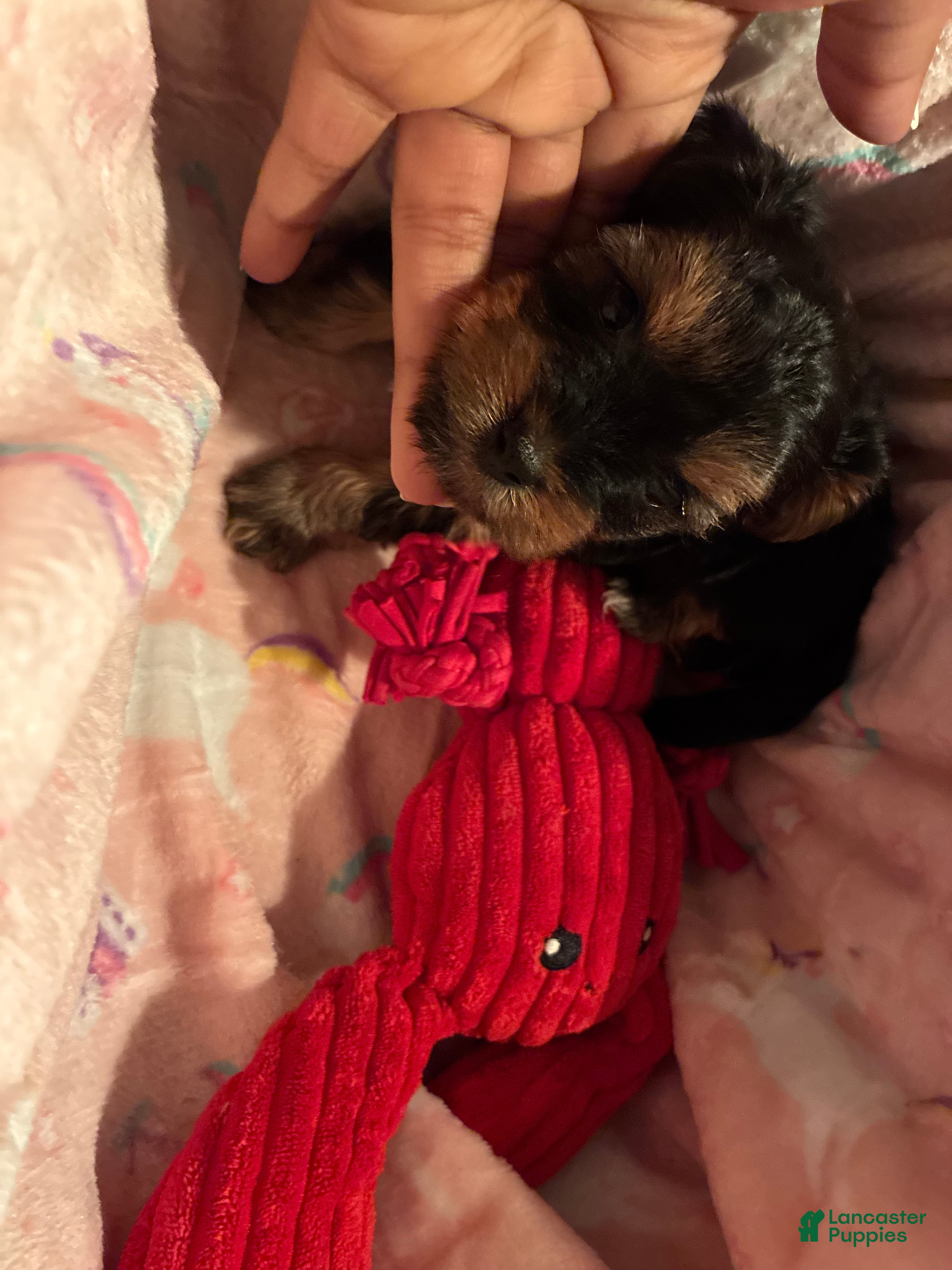 Yorkshire Terrier dogs for sale: Yorkshire Terrier Puppy 2 - Ad 3