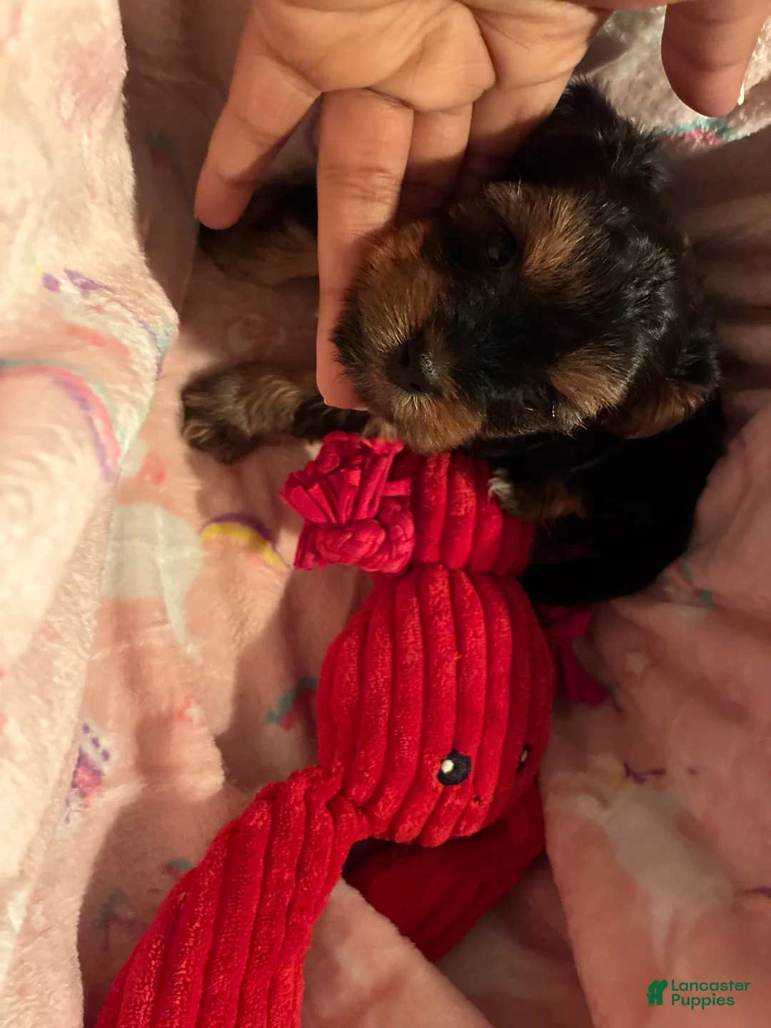 Yorkshire Terrier dogs for sale: Yorkshire Terrier Puppy 2 - Ad 1