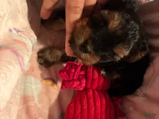 Yorkshire Terrier dogs for sale: Yorkshire Terrier Puppy 2 - Ad 3