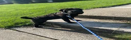 Shar Pei dogs for sale: Shar Pei 1 - Ad 6