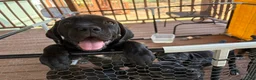 Cane Corso dogs for sale: Cane Corso 1 - Ad 1