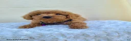 Miniature Poodle dogs for sale: Gary - Ad 7
