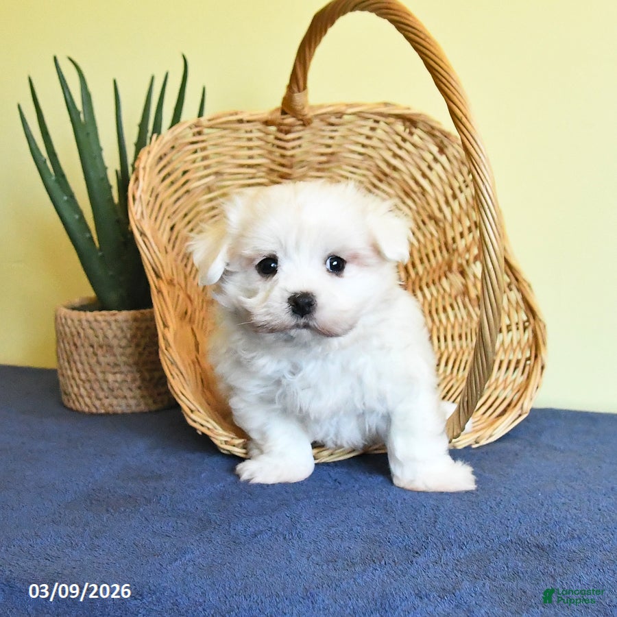 Maltese dogs Irvin - Ad 2