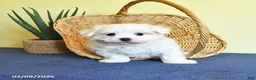 Maltese dogs for sale: Irvin - Ad 2