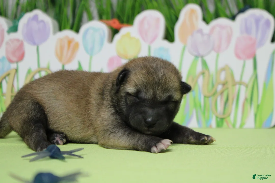 Shiba Inu dogs for sale: Jagger  - Ad 1