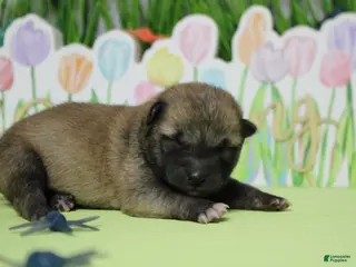 Shiba Inu dogs Jagger - Ad 1