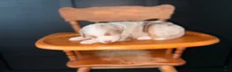 Australian Shepherd dogs for sale: Mable  - Ad 2