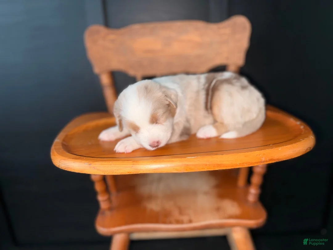 Australian Shepherd dogs for sale: Mable  - Ad 2