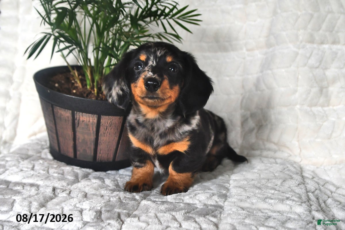 Miniature Dachshund dogs Dusty - Ad 1