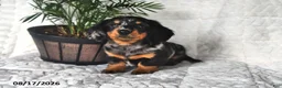 Miniature Dachshund dogs for sale: Dusty - Ad 1