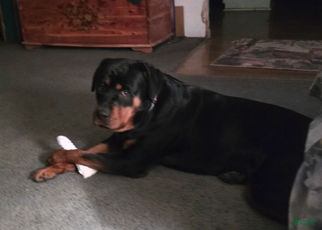 Rottweiler dogs for sale: Twix - Ad 2