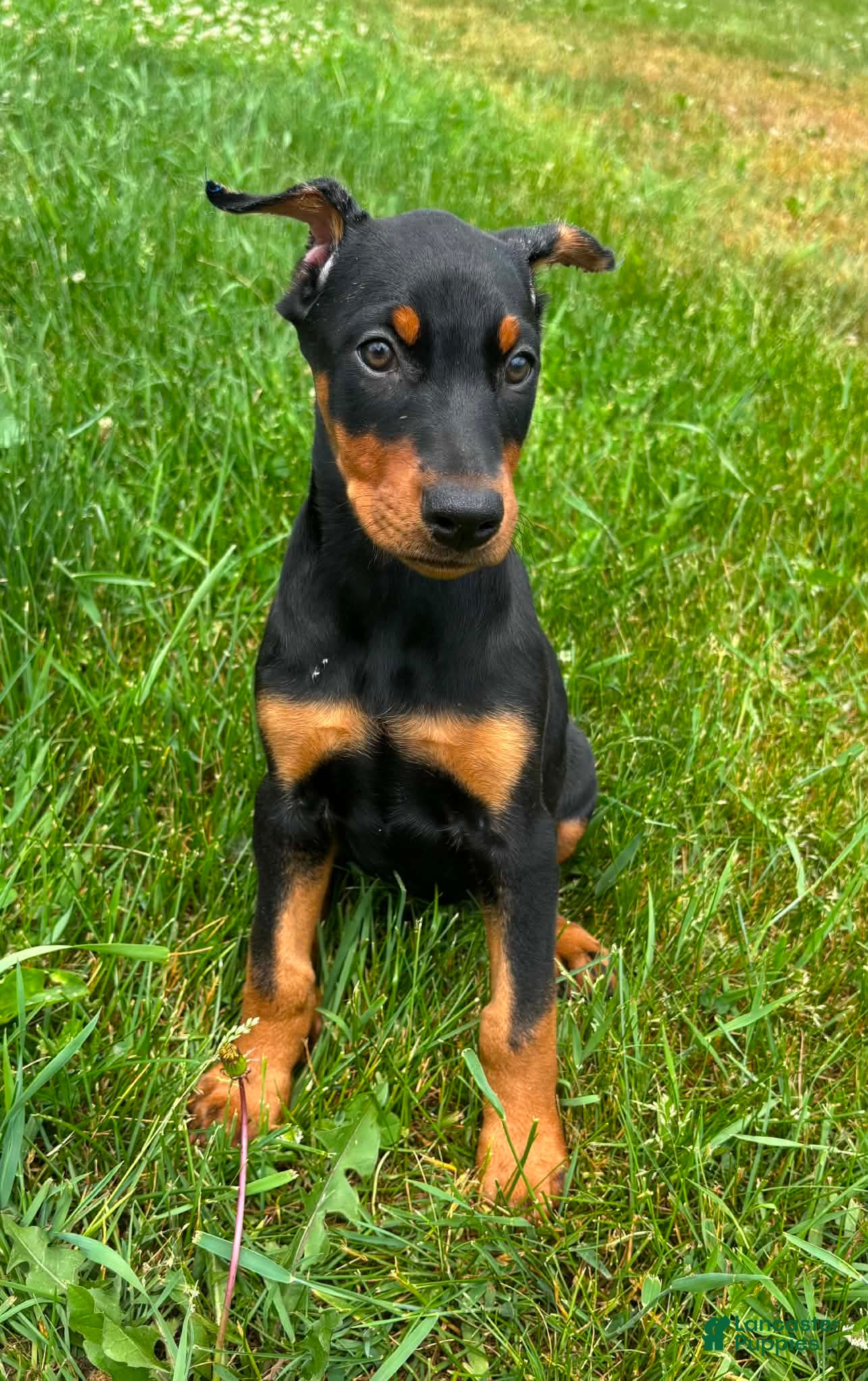Doberman Pinscher dogs Female 2 - Ad 5