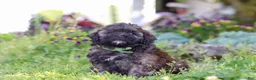 Shihpoo dogs for sale: Trocksus - Ad 4
