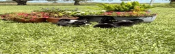 Mixed Breed dogs for sale: Trip - Ad 20