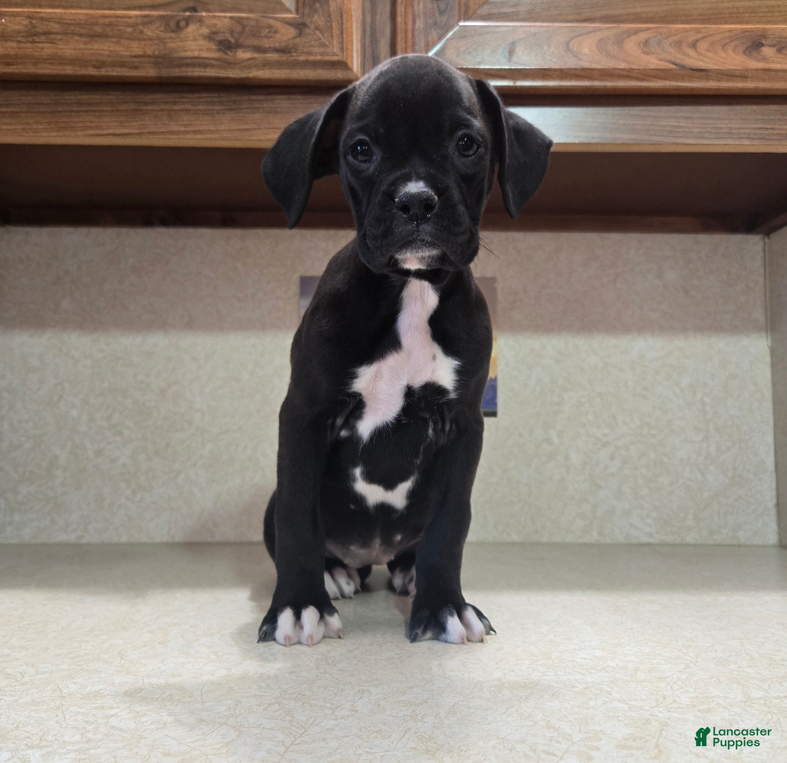 Boxer dogs Boxer 1 - Ad 1