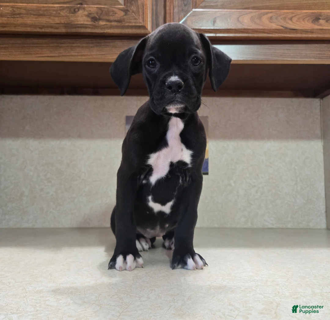 Boxer dogs for sale: Boxer 1 - Ad 1