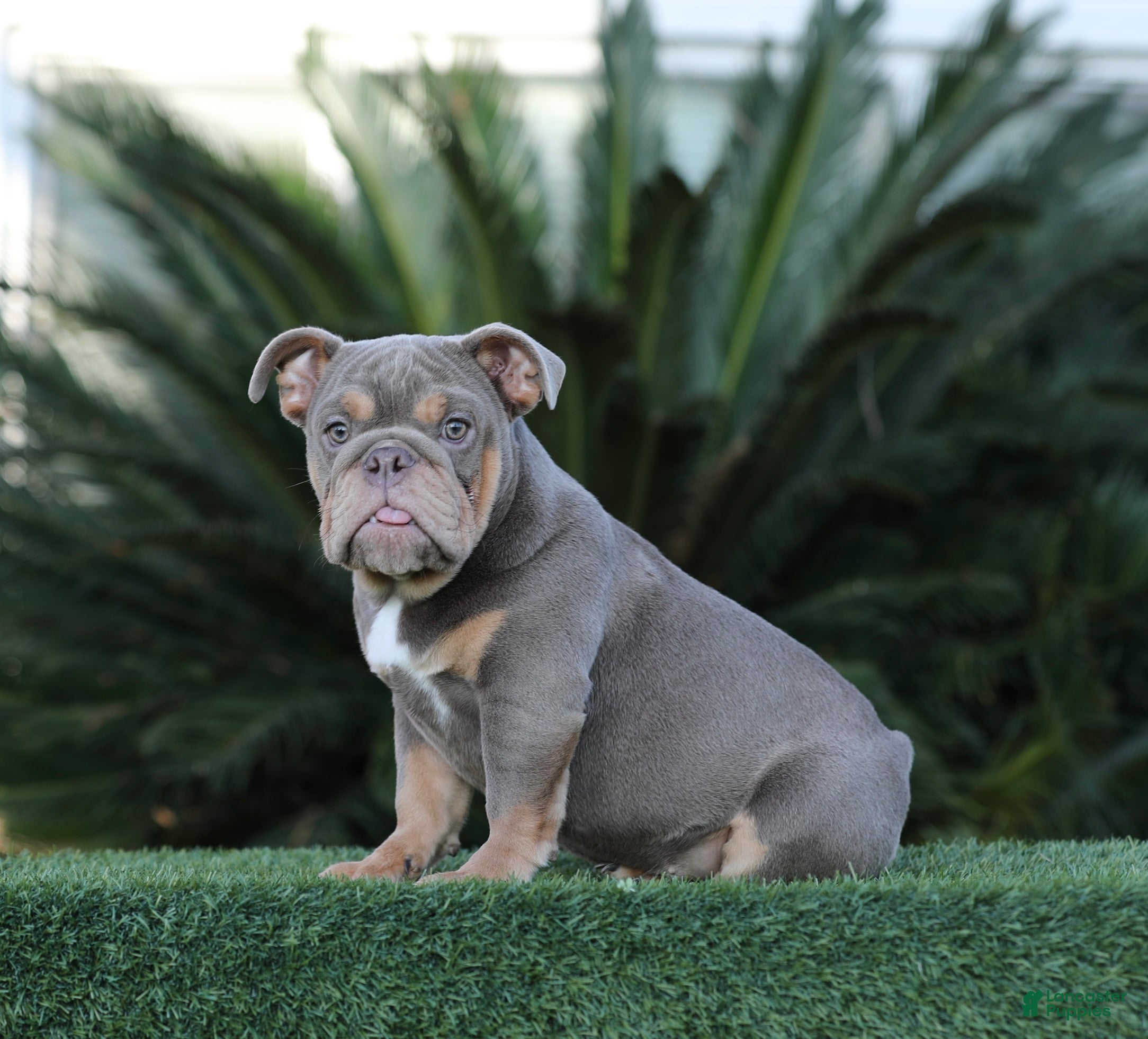 English Bulldog dogs English Bulldog Puppy 1 - Ad 4