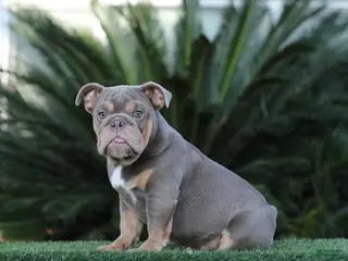 English Bulldog dogs English Bulldog Puppy 1 - Ad 12