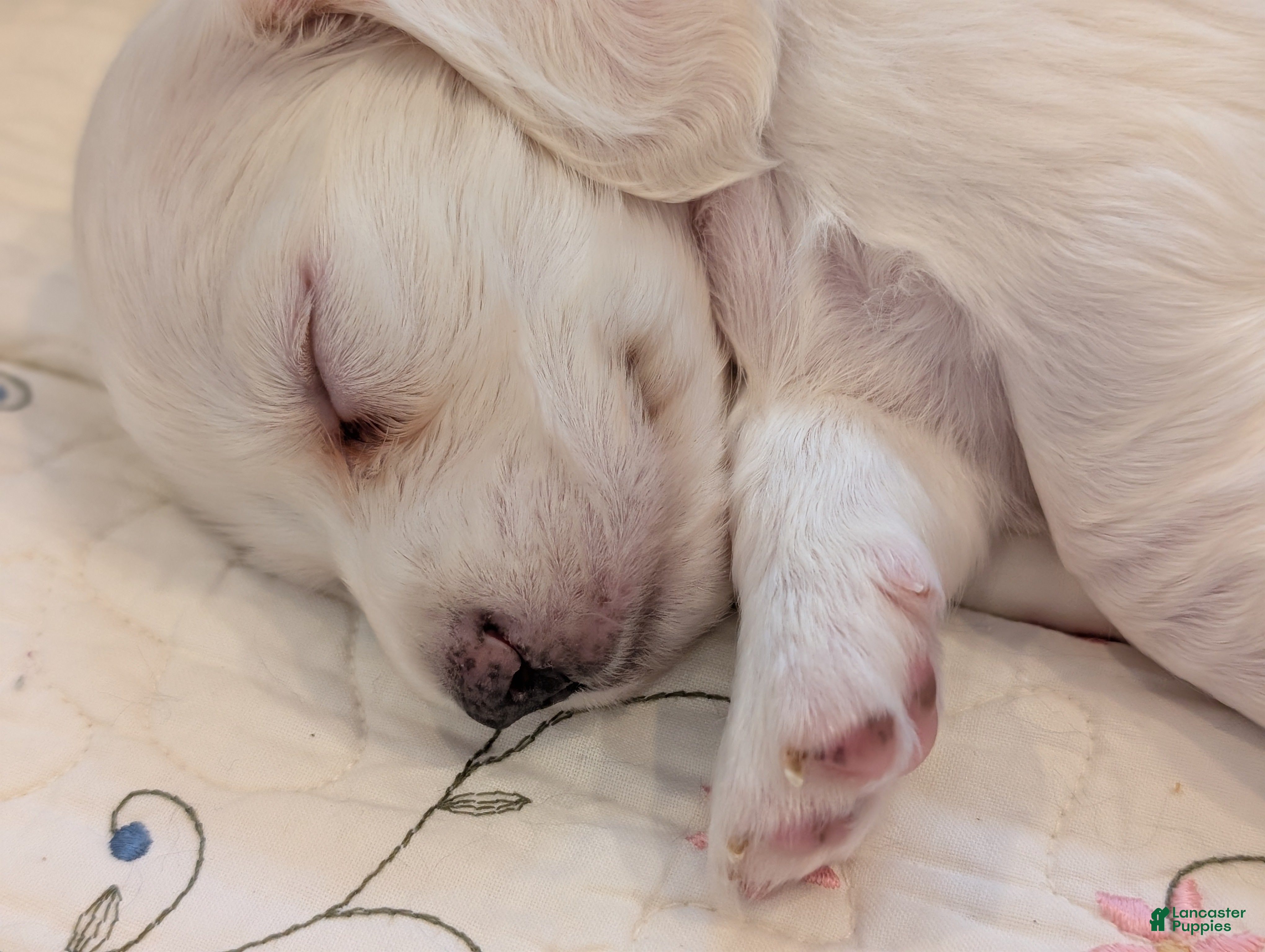 Miniature Dachshund dogs Miniature Dachshund Puppy 1 - Ad 21