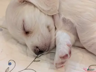 Miniature Dachshund dogs Miniature Dachshund Puppy 1 - Ad 21