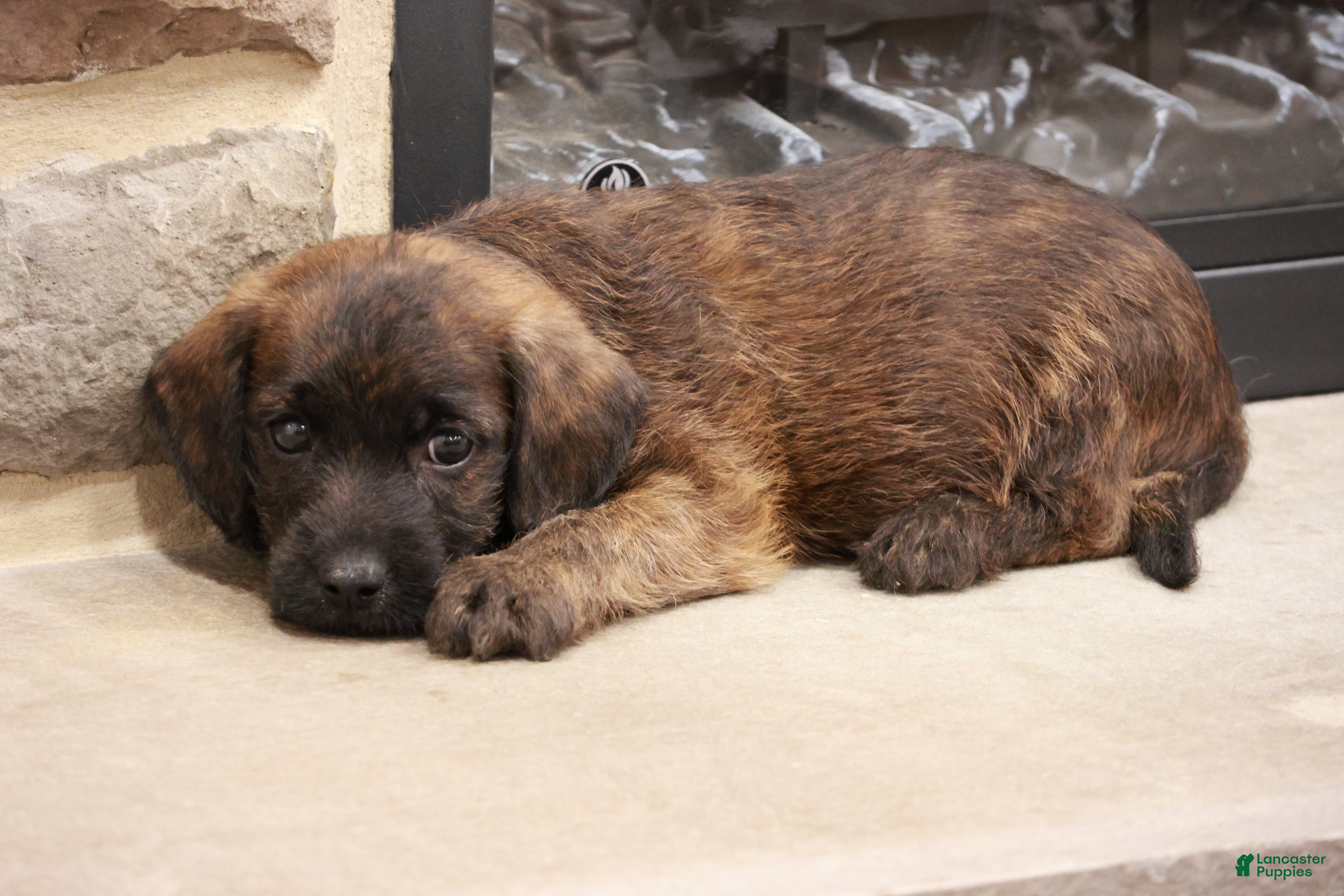 Jackapoo dogs for sale: John - Ad 2