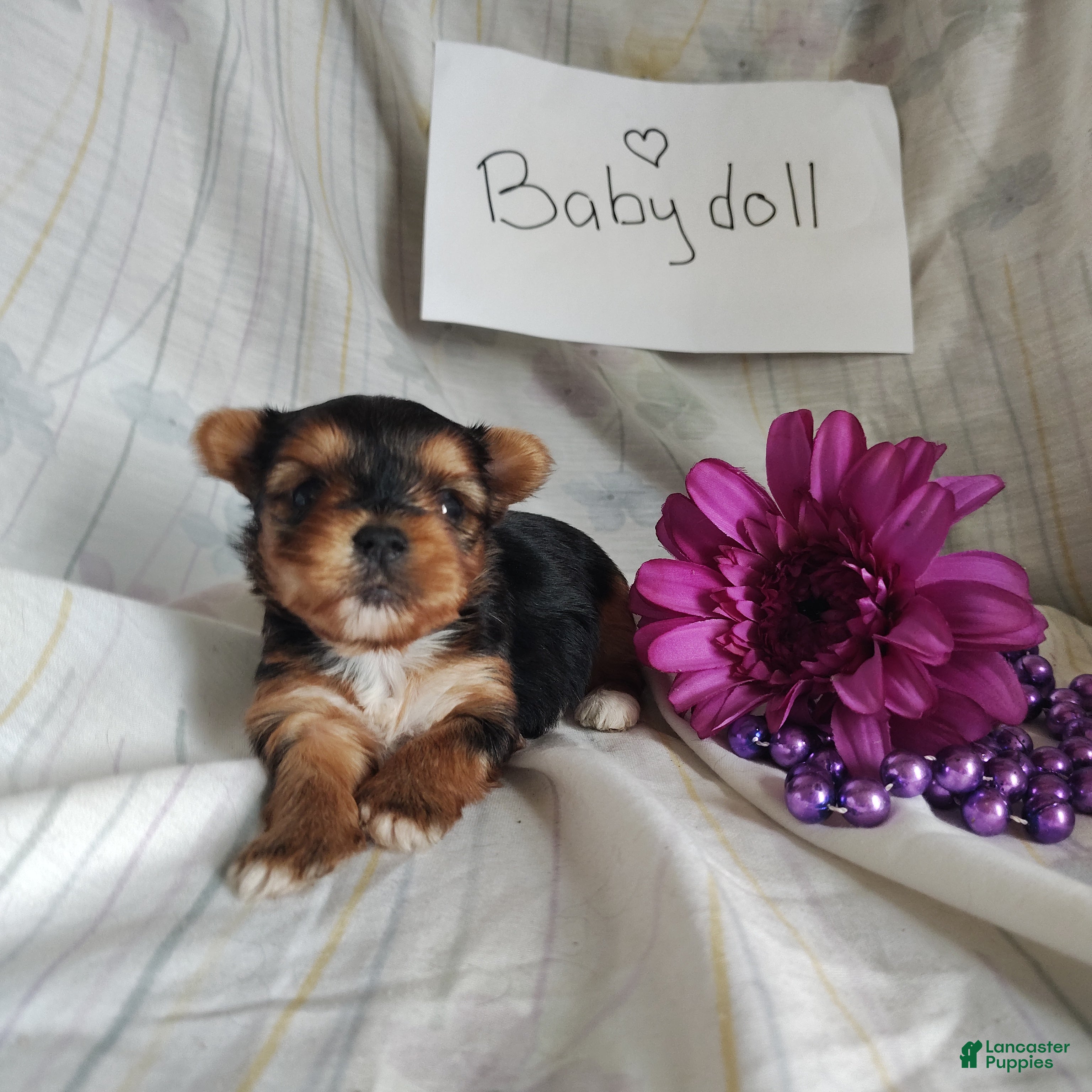 Yorkshire Terrier dogs Baby doll - Ad 1