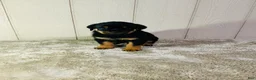 Rottweiler dogs for sale: Rottweiler 2 - Ad 5