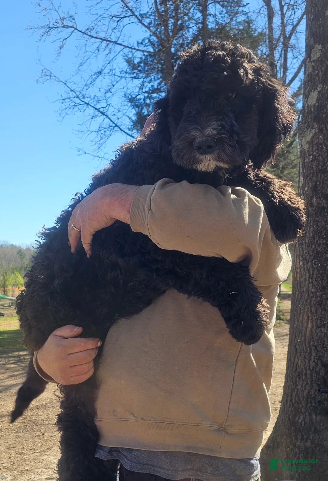 Goldendoodle dogs for sale: Dexter - Ad 2