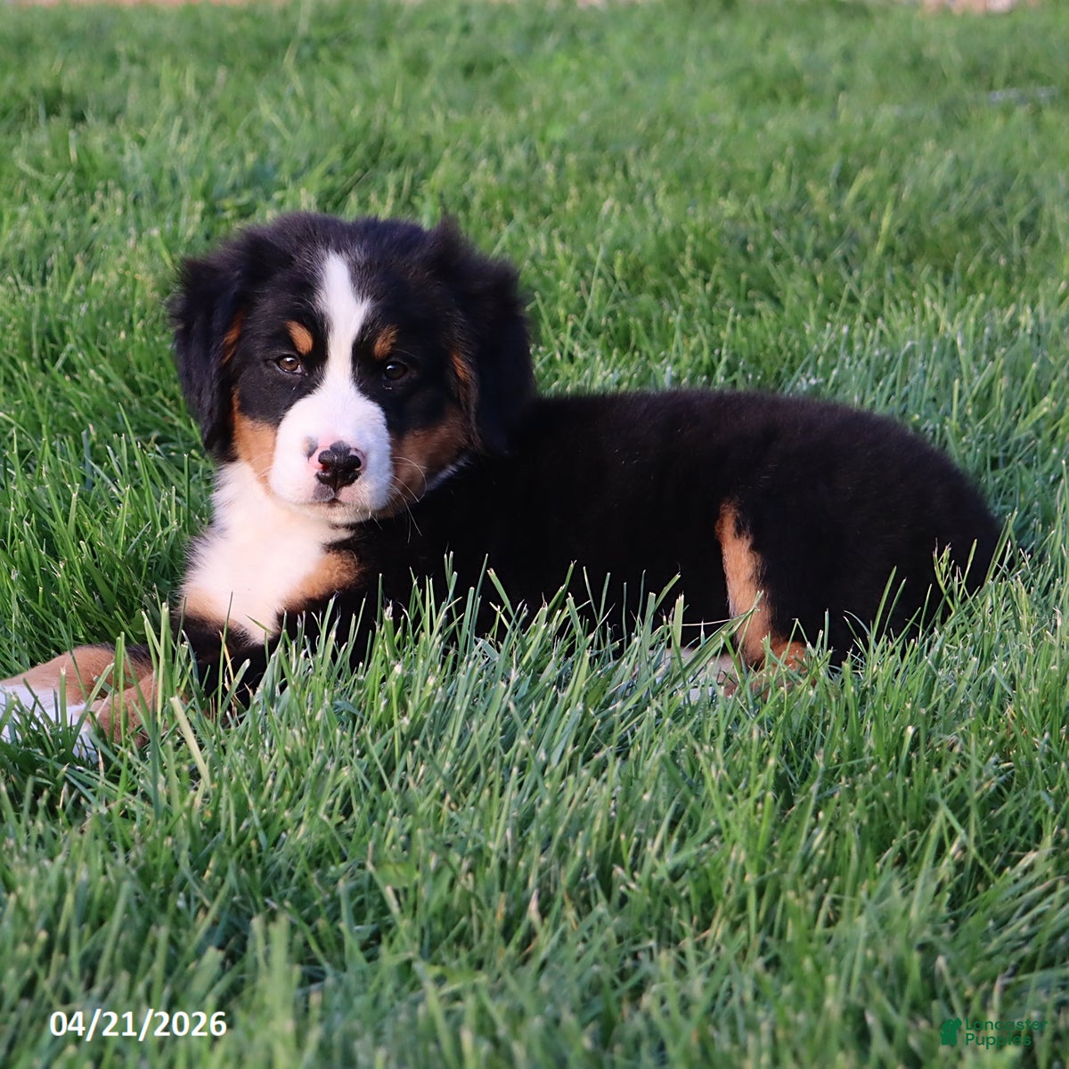 Bernese Mountain Dog dogs Molly - Ad 1