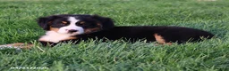 Bernese Mountain Dog dogs for sale: Molly - Ad 1