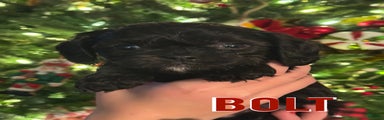 BOLT