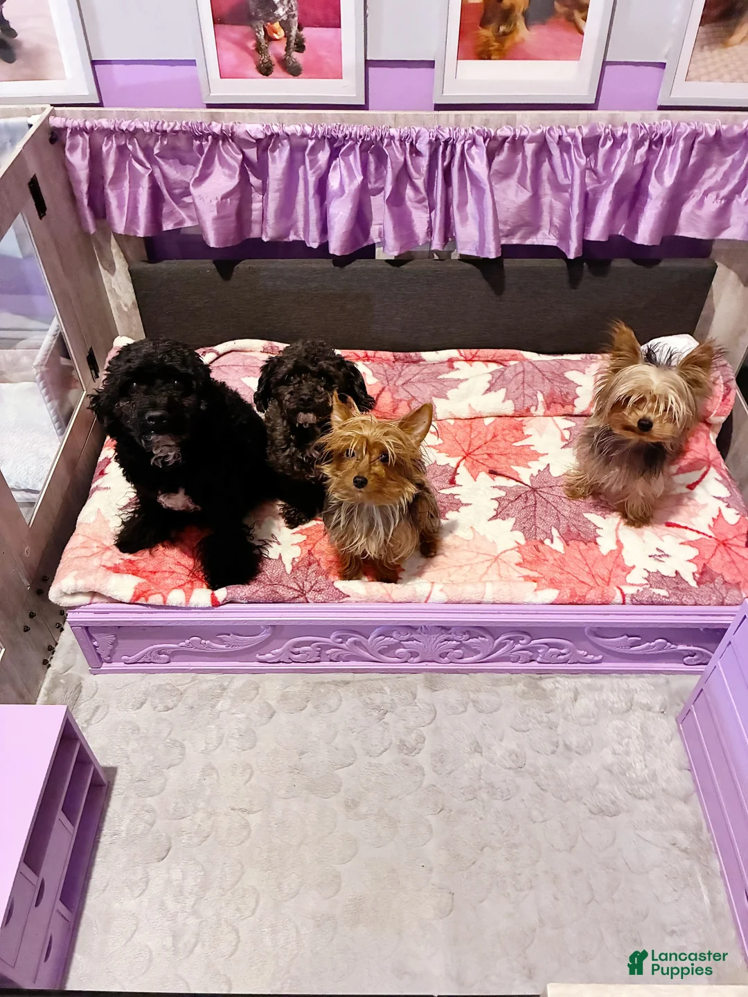 Gallery Image {{count}}