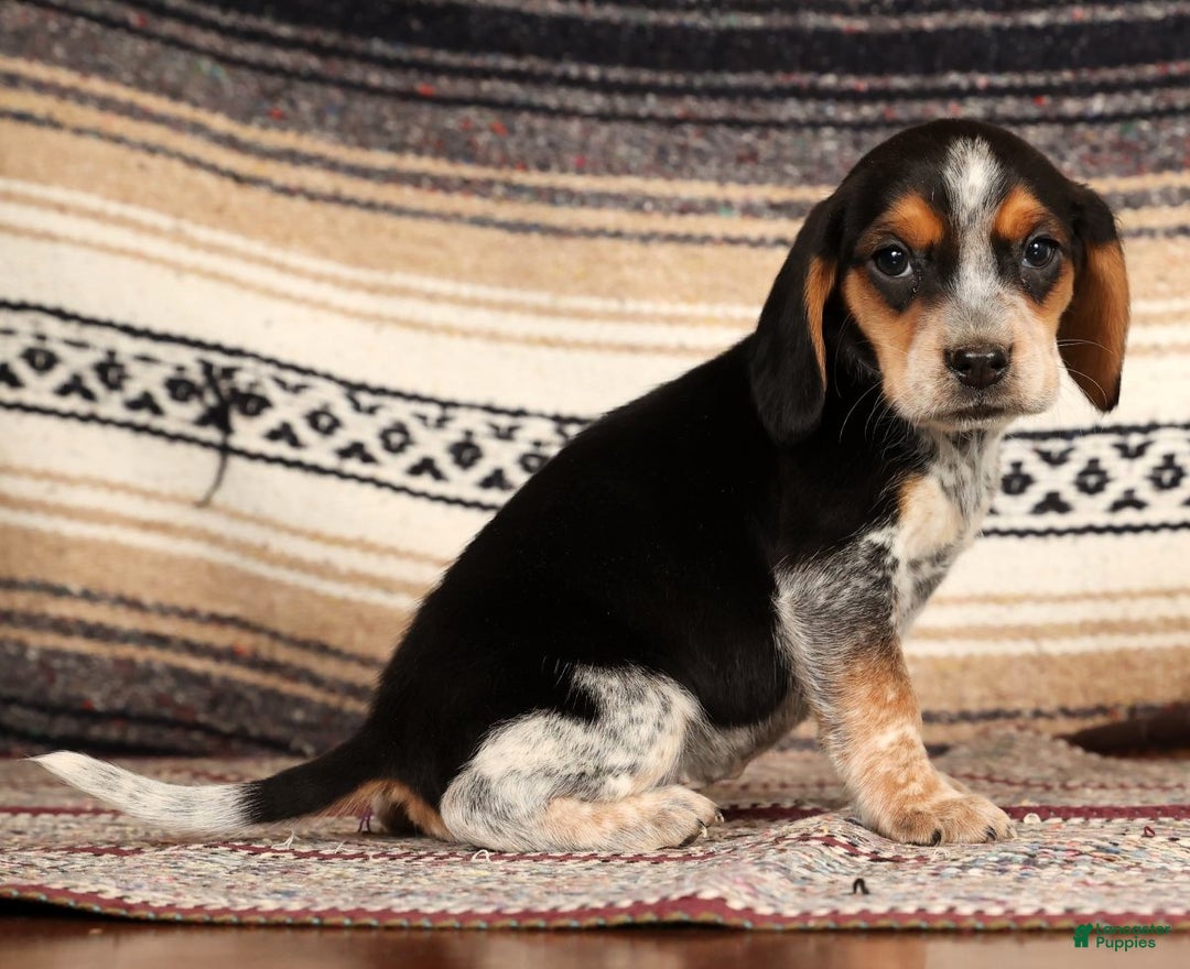 Beagle dogs for sale: Dixon - Ad 4