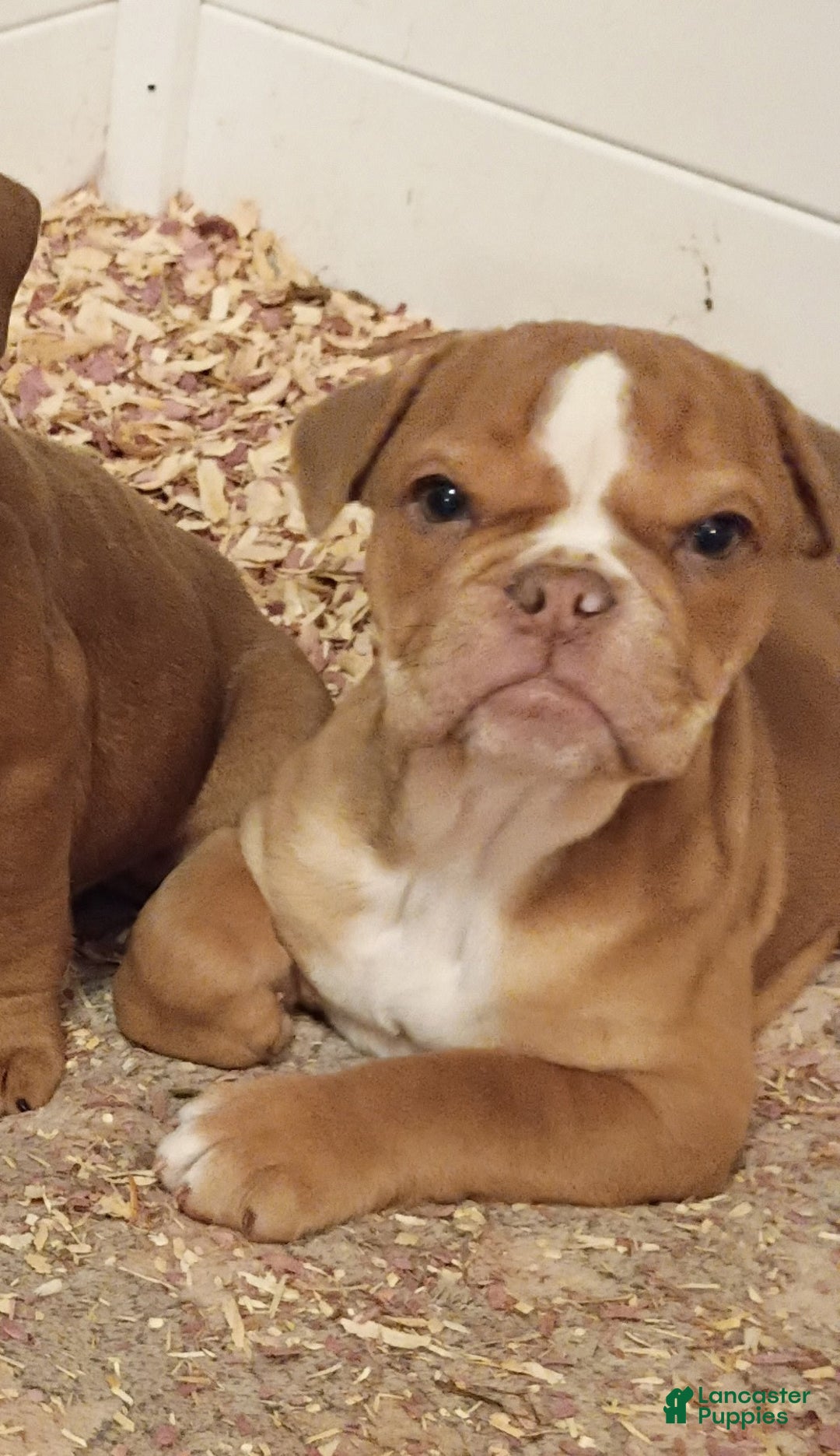 Olde English Bulldogge dogs for sale: Olde English Bulldogge Puppy 3 - Ad 1
