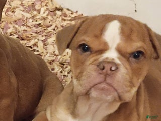 Olde English Bulldogge dogs Olde English Bulldogge Puppy 3 - Ad 14