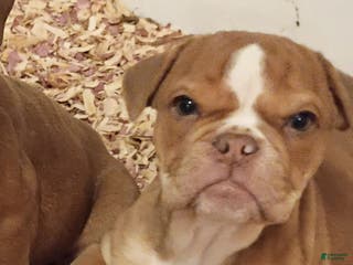Olde English Bulldogge dogs Olde English Bulldogge Puppy 3 - Ad 23