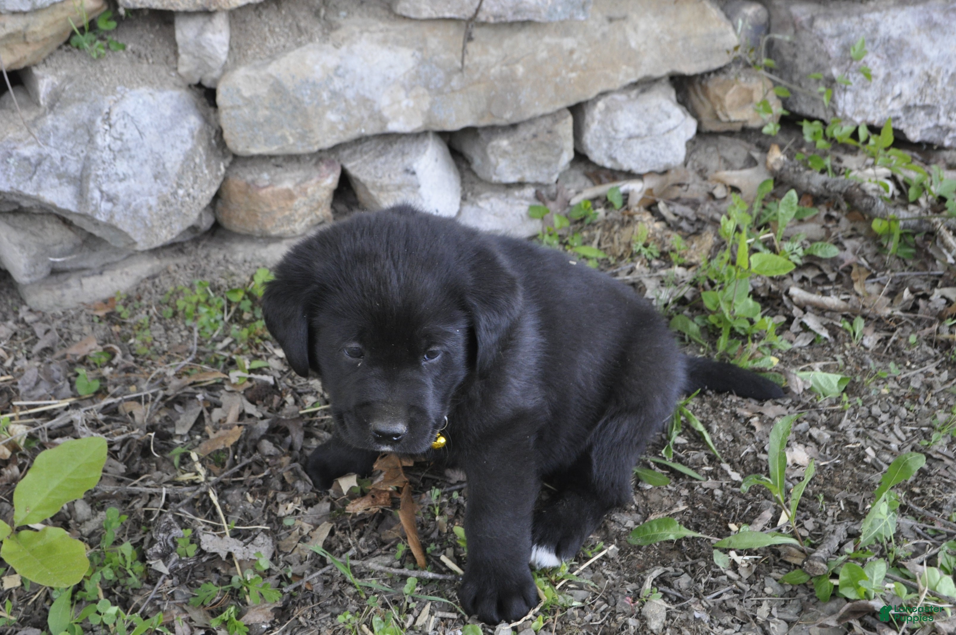 Mixed Breed dogs for sale: Bentley - Ad 1