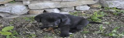 Mixed Breed dogs for sale: Bentley - Ad 1
