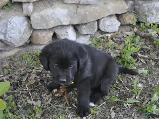 Mixed Breed dogs for sale: Bentley - Ad 1
