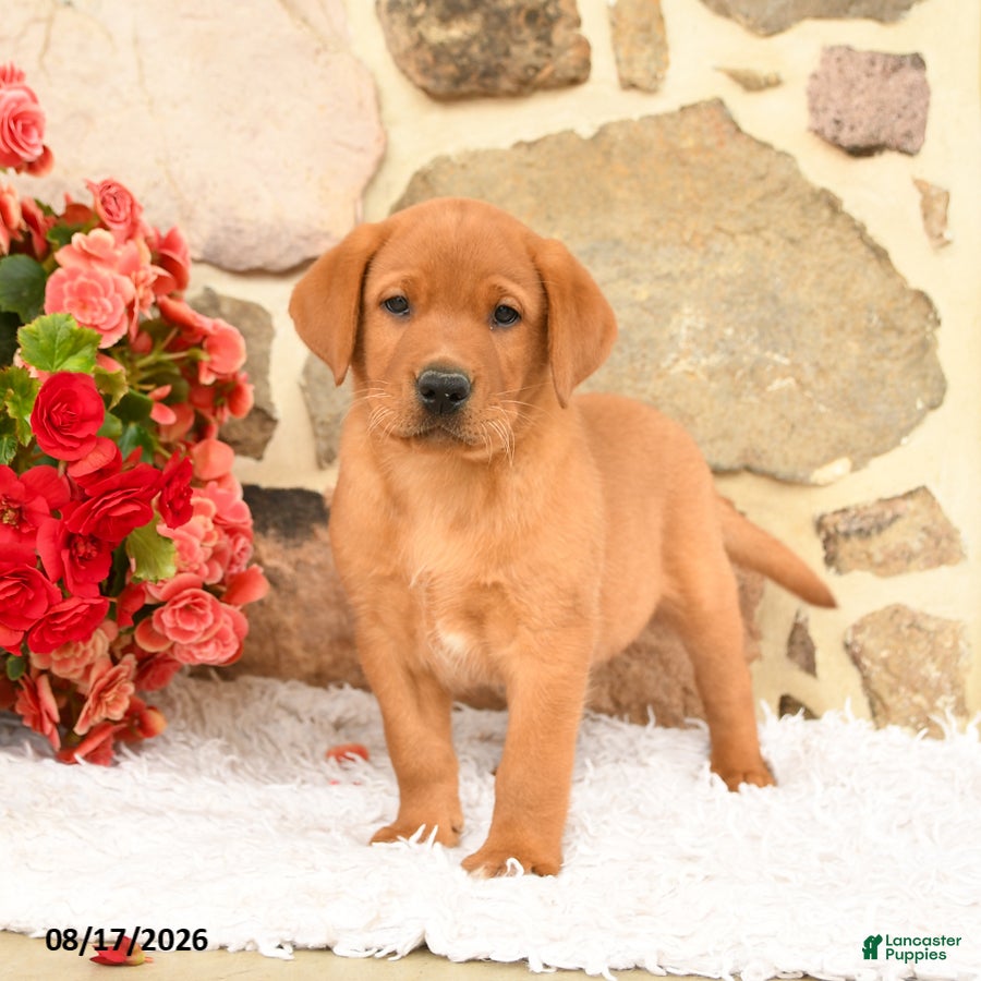 Labrador Retriever dogs Thumper - Ad 2