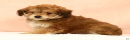 Mini Aussiedoodle dogs for sale: Moe - Ad 6