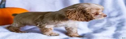 Cocker Spaniel dogs for sale: Daisy - Ad 5