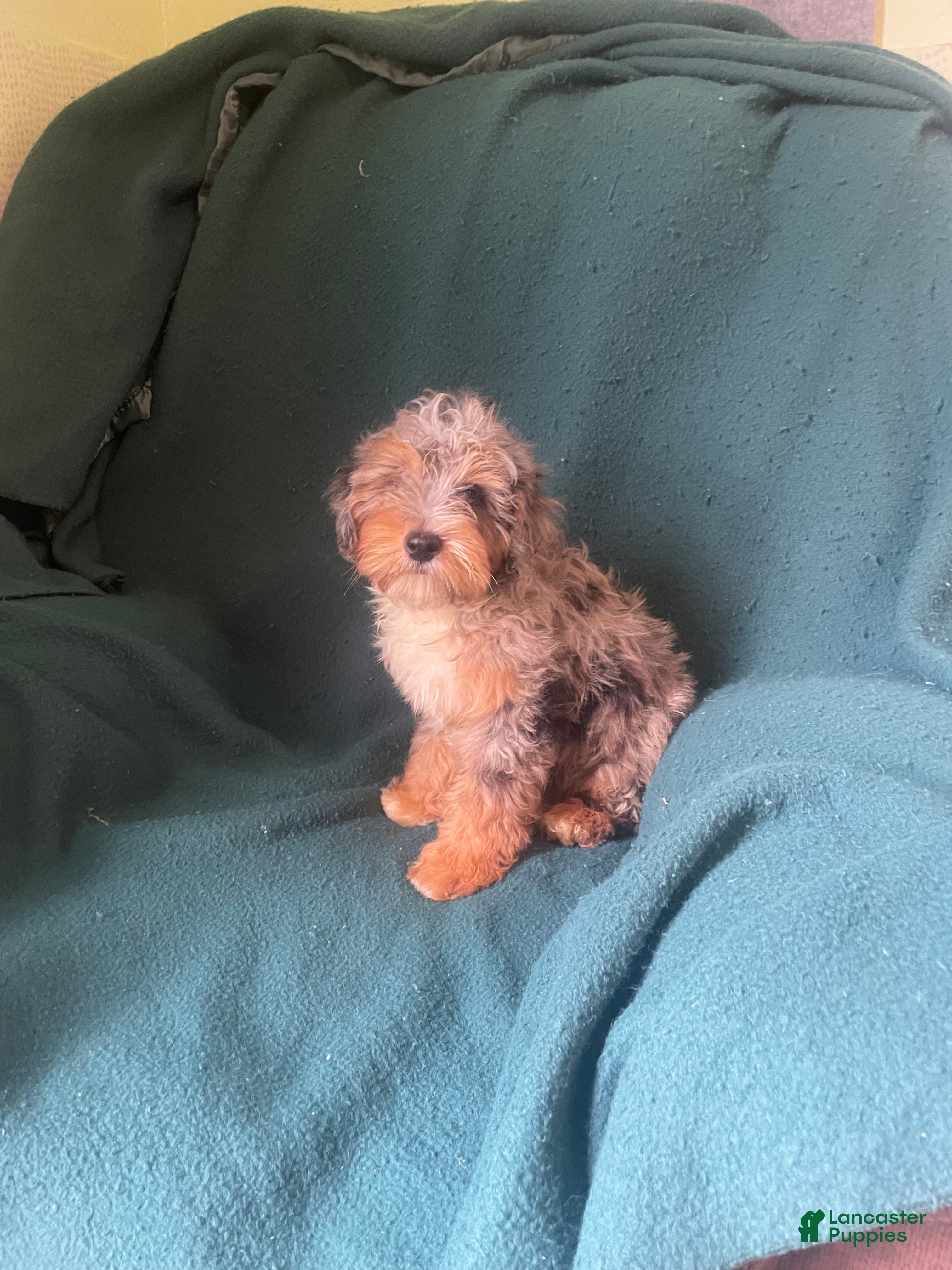 Cockapoo dogs Cockapoo 2 - Ad 1