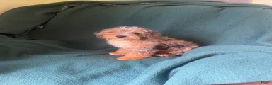 Cockapoo 2