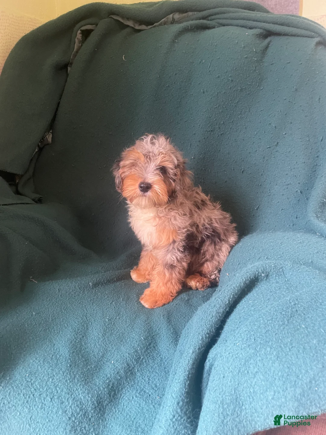 Cockapoo dogs for sale: Cockapoo 2 - Ad 1